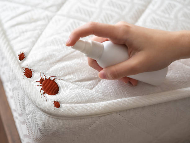 Best Affordable Pest Control Services  in Airy Heights, WA