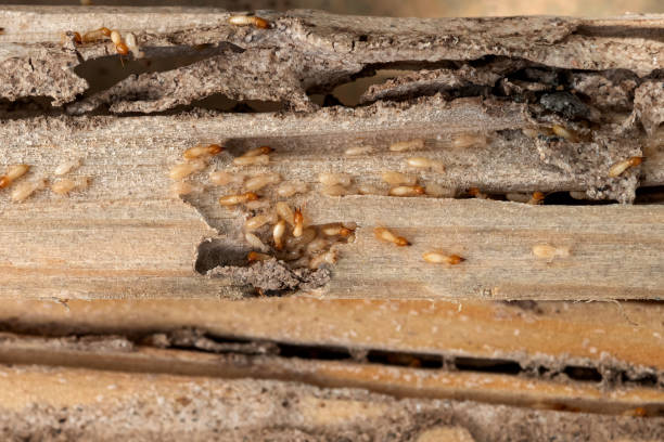 Pest Prevention Services in Airway Heights, WA